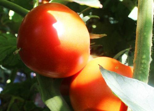 如何选择适合西红柿种植的肥料？