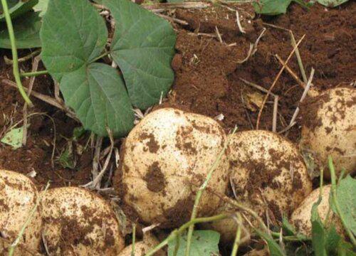 如何正确移栽凉薯苗，让其茁壮成长？