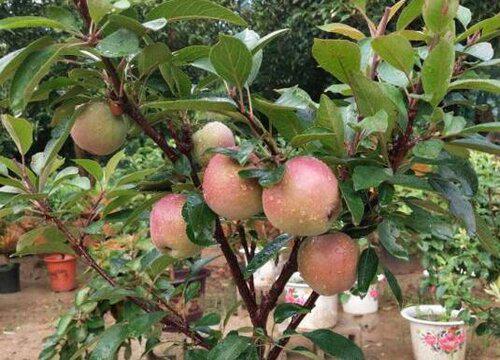 南方气候对苹果树的影响有哪些？