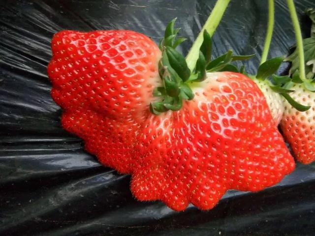 怎样预防草莓畸形果的发生？