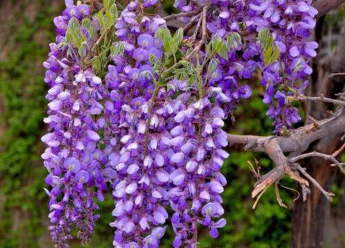 紫藤花的浇水频率是多久一次？
