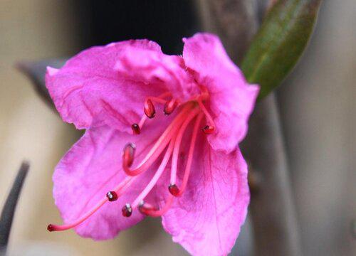 春季来临，该如何为金达莱花做好剪枝？