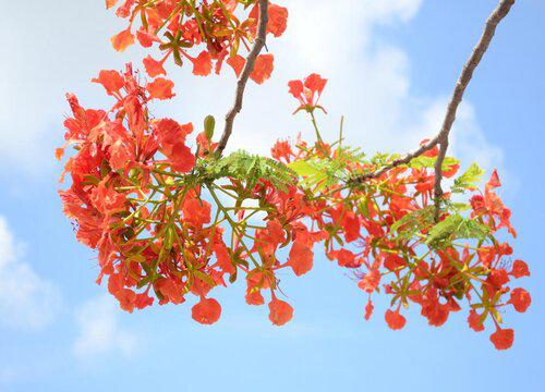 经常见到的凤凰树为什么不开花？