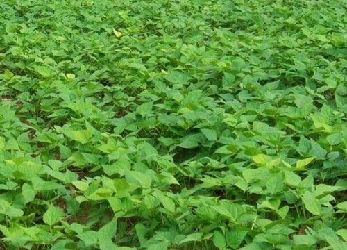 黑豆种植，适合在土里还是在盆栽里？