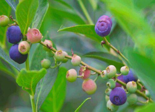 南方气候是否适合种植甜心蓝莓？