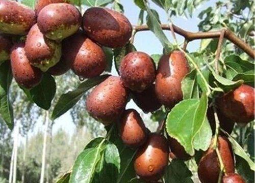 红枣树种植后几年能开始结果实？