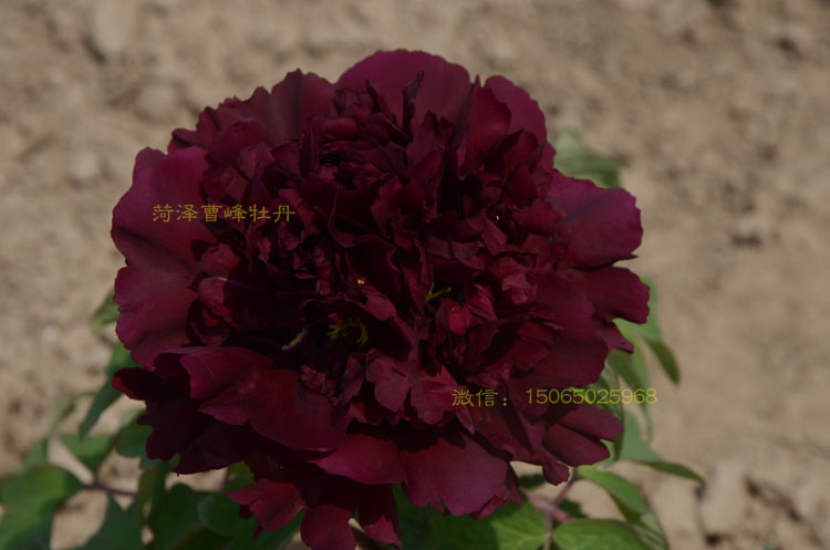 【视频】世界上有黑色的牡丹花吗？花农告诉你答案！
