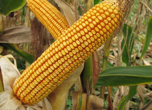 受雨水影响菏泽地区玉米价格有所上涨